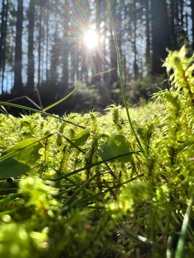 伦茨基希Haus Im Schwarzwald别墅 外观 照片